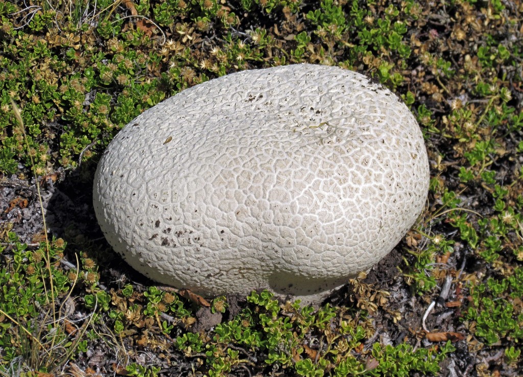 Calvatia cyathiformis