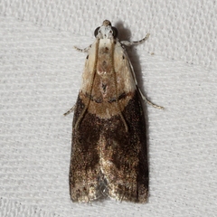Acrobasis palliolella