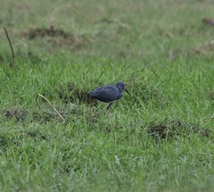 Egretta vinaceigula