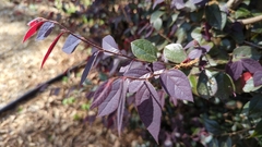 Loropetalum