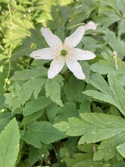 Anemonoides nemorosa