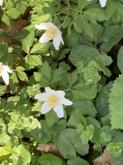 Anemonoides nemorosa