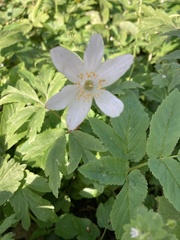 Anemonoides nemorosa