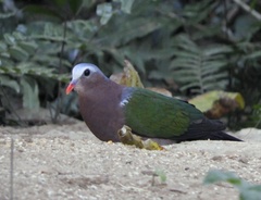 Chalcophaps indica
