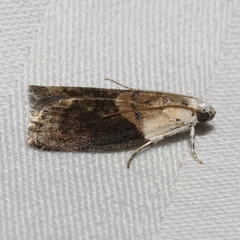 Acrobasis palliolella