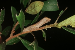 Antiophlebia bracteata