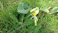 Primula veris veris