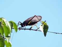 Pterophylla beltrani