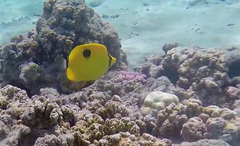 Chaetodon interruptus