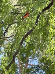 Pyrocephalus rubinus