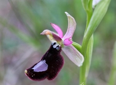 Ophrys bertolonii bertolonii