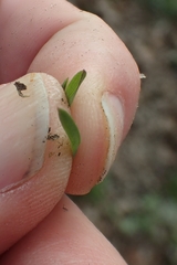 Poa pratensis