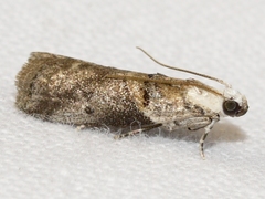 Acrobasis palliolella