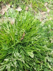 Poa pratensis