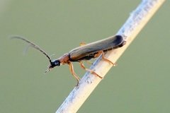 Rhagonycha lutea