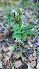 Ophrys scolopax apiformis