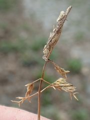Poa pratensis