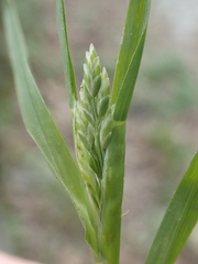 Poa pratensis