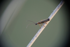 Rhagonycha lutea