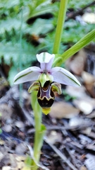 Ophrys scolopax apiformis