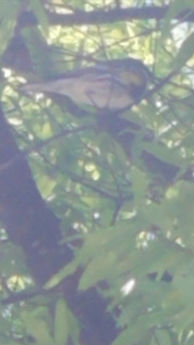 Myrtle Warbler photographed in Alabama