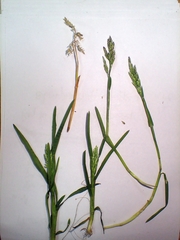 Poa pratensis
