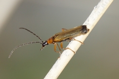 Rhagonycha lutea