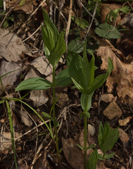 Spigelia marilandica
