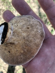 Trametes aesculi