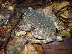 Quasipaa exilispinosa