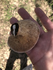 Trametes aesculi