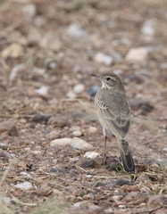 Anthus vaalensis
