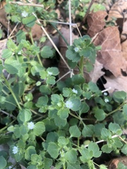 Veronica hederifolia