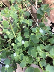 Veronica hederifolia