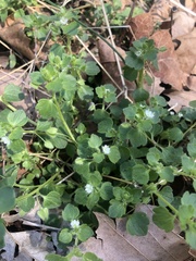 Veronica hederifolia
