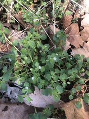 Veronica hederifolia