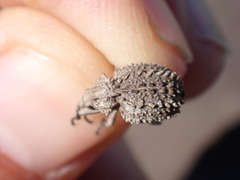 Brachycerus muricatus