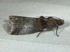 Acrobasis stigmella