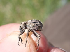 Brachycerus muricatus
