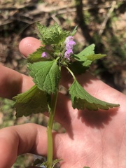 Lamium purpureum