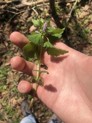 Lamium purpureum