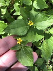 Calyptocarpus vialis