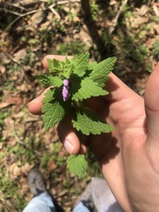 Lamium purpureum