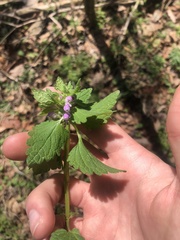Lamium purpureum