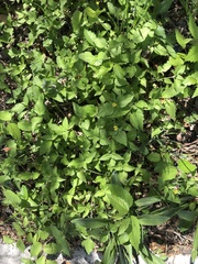 Calyptocarpus vialis