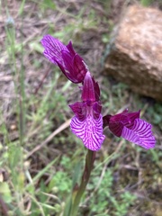 Anacamptis papilionacea grandiflora