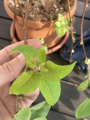 Salix caprea