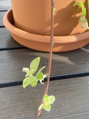 Salix caprea