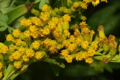 Solidago azorica