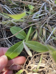 Pterocaulon pycnostachyum